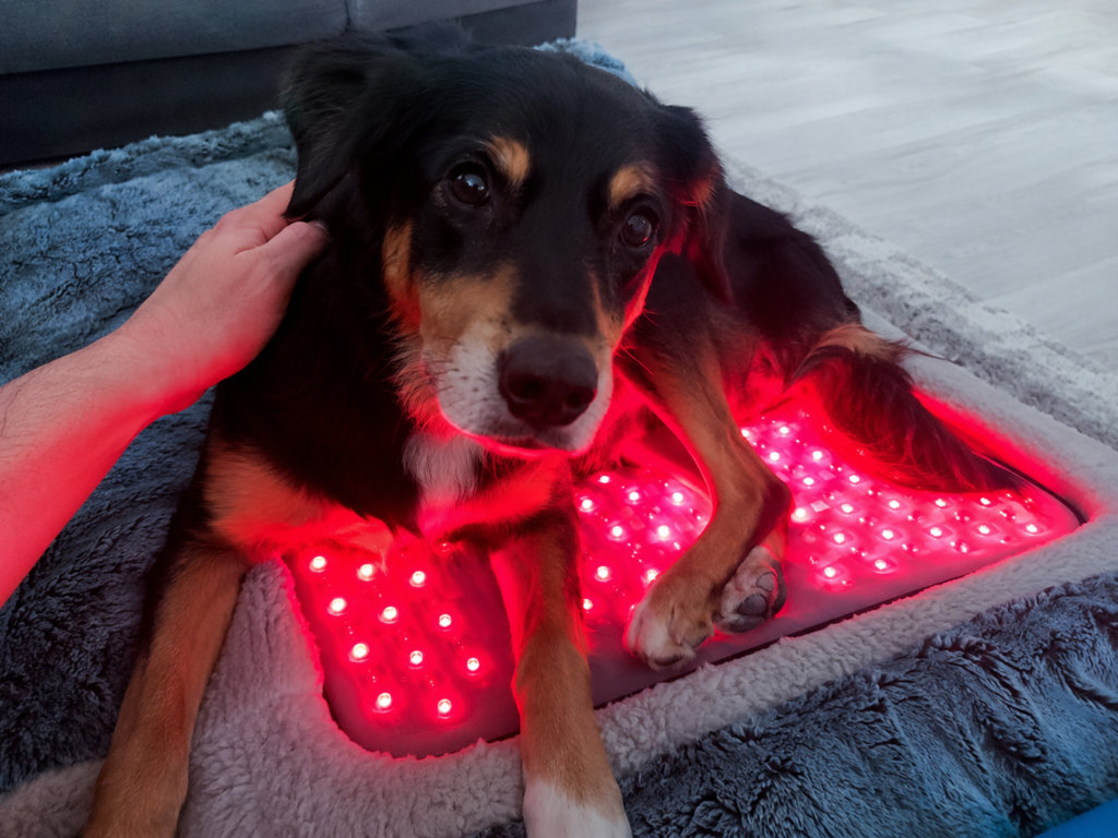Dog resting on a red light therapy pad for home pet wellness care