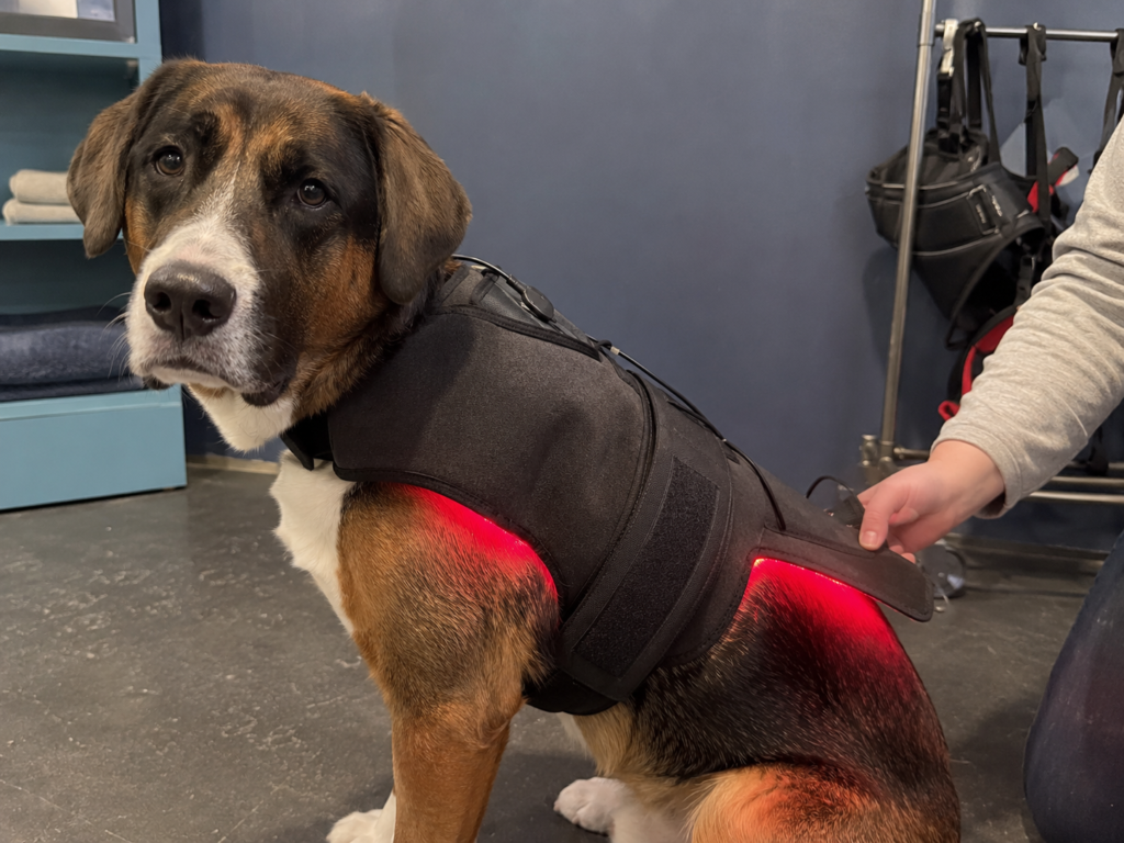Red light therapy pet pad and wrap for pet wellness product lines
