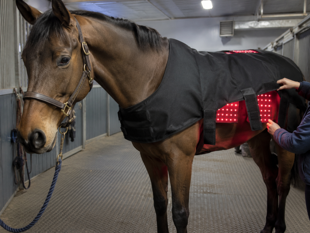 Dog wearing a red light therapy wrap for animal wellness applications
